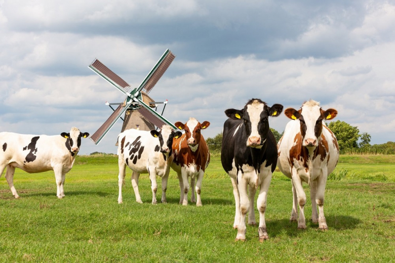 В Нидерландах ликвидируют более двух тысяч животноводческих ферм